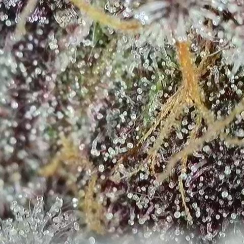 Northern Lights growlog timeline photo