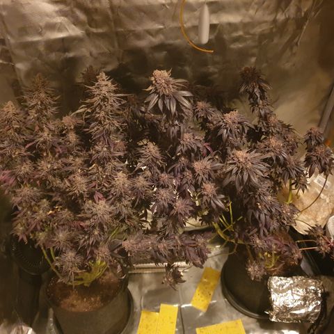 Northern Lights growlog timeline photo