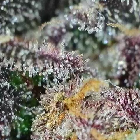 Northern Lights growlog timeline photo