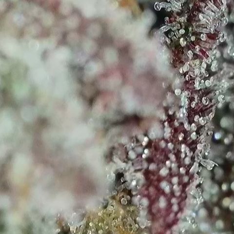 Northern Lights growlog timeline photo