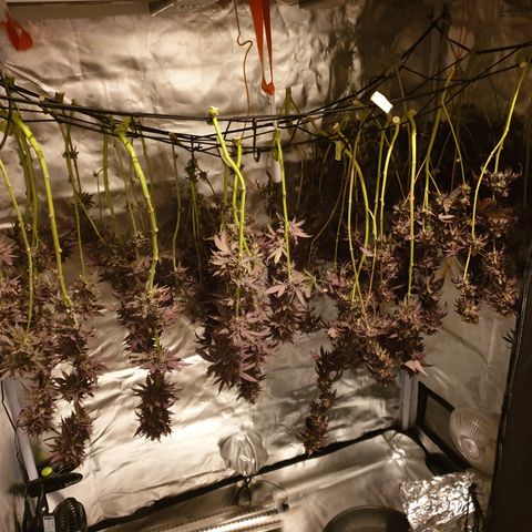 Northern Lights growlog timeline photo