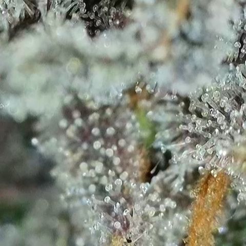 Northern Lights growlog timeline photo