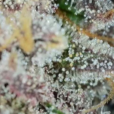 Northern Lights growlog timeline photo