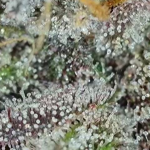 Northern Lights growlog timeline photo