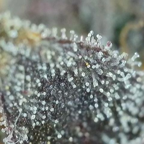 Northern Lights growlog timeline photo