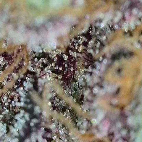 Northern Lights growlog timeline photo