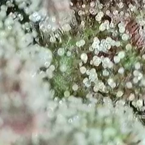 Northern Lights growlog timeline photo