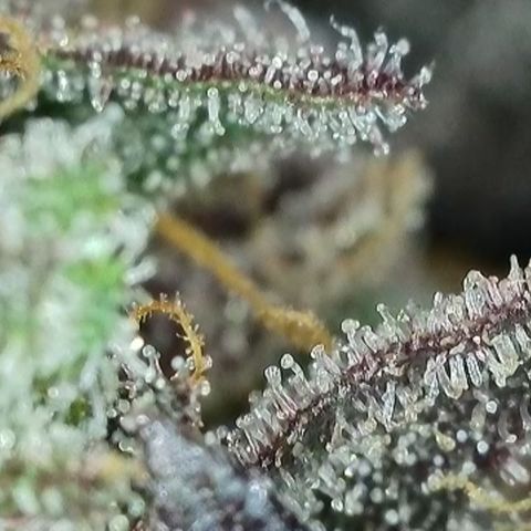 Northern Lights growlog timeline photo