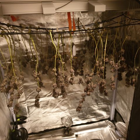 Northern Lights growlog timeline photo