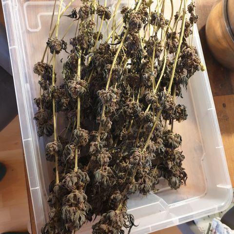 Northern Lights growlog timeline photo