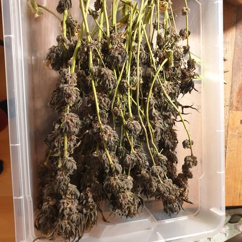 Northern Lights growlog timeline photo