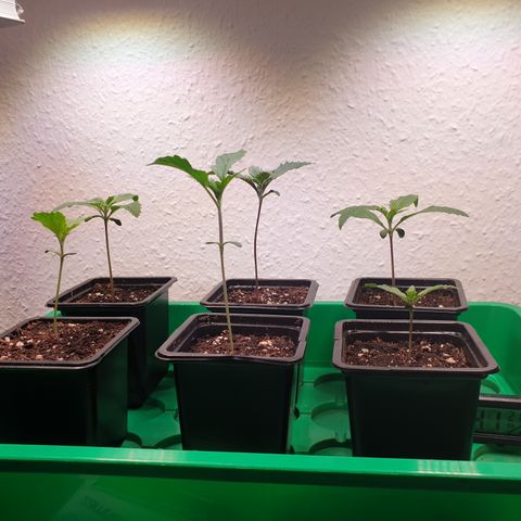 Watermelon Zkittlez growlog timeline photo