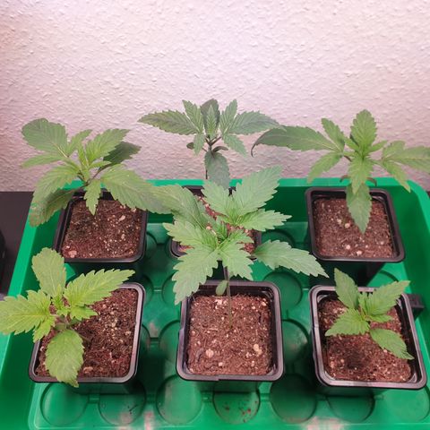 Watermelon Zkittlez growlog timeline photo