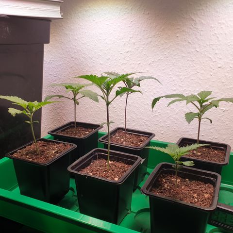Watermelon Zkittlez growlog timeline photo