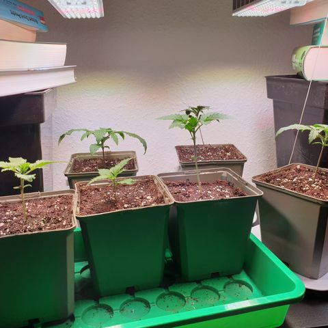 Watermelon Zkittlez growlog timeline photo