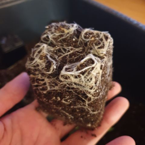 Watermelon Zkittlez growlog timeline photo