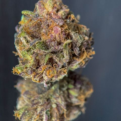 Northern Lights growlog timeline photo