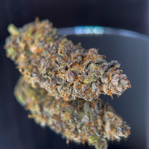 Northern Lights growlog timeline photo