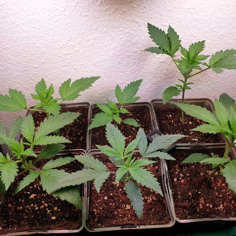 Watermelon Zkittlez growlog timeline photo