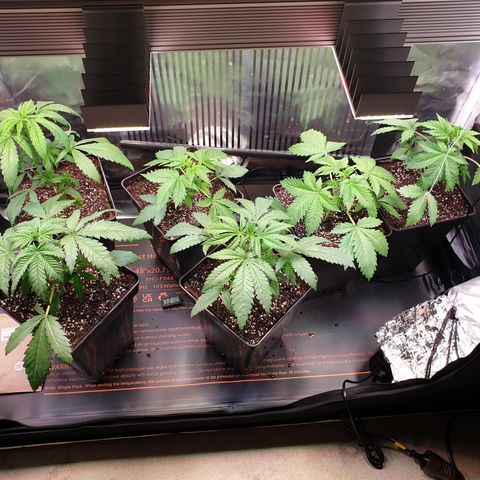 Watermelon Zkittlez growlog timeline photo