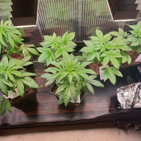 Watermelon Zkittlez growlog timeline photo