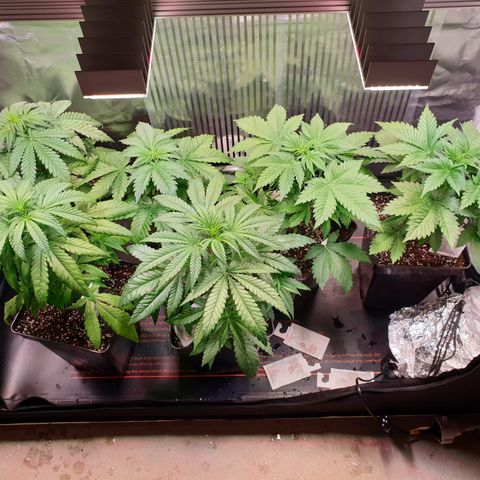 Watermelon Zkittlez growlog timeline photo