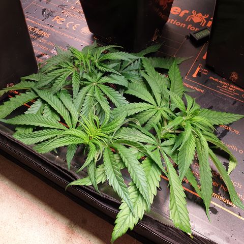 Watermelon Zkittlez growlog timeline photo