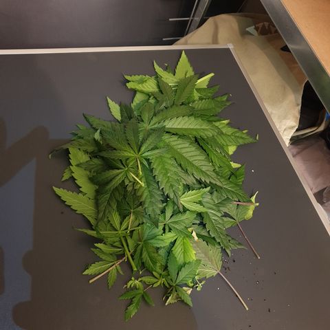 Watermelon Zkittlez growlog timeline photo
