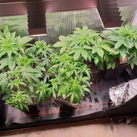 Watermelon Zkittlez growlog timeline photo