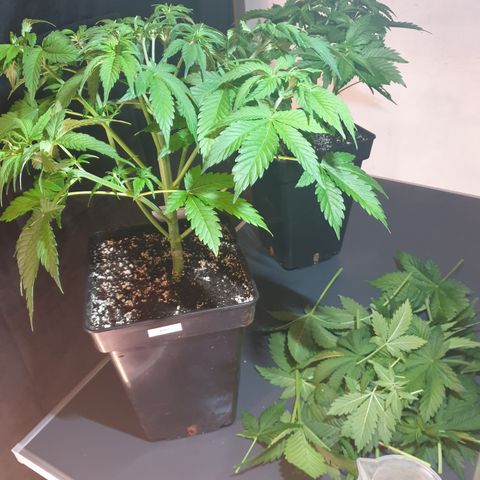Runtz growlog timeline photo