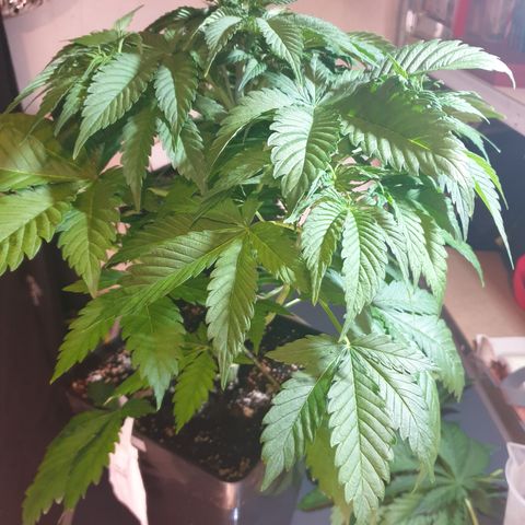 Runtz growlog timeline photo