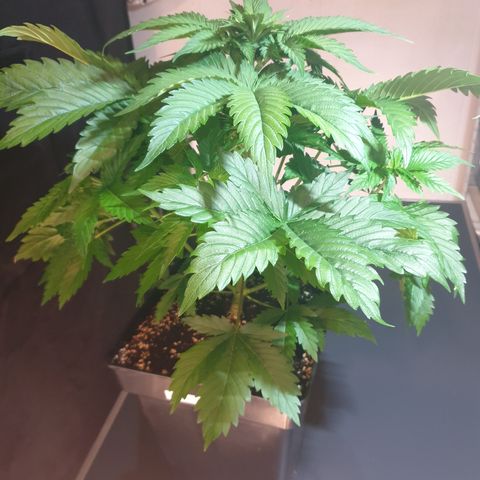 Runtz growlog timeline photo