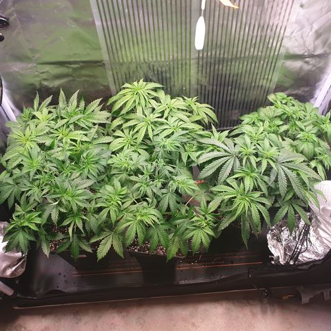 Watermelon Zkittlez growlog timeline photo