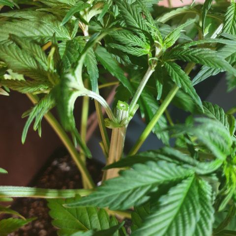 Runtz growlog timeline photo