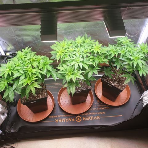 Runtz growlog timeline photo