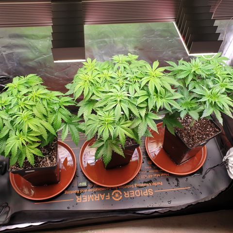 Runtz growlog timeline photo