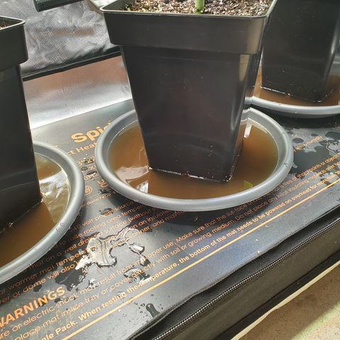 Watermelon Zkittlez growlog timeline photo