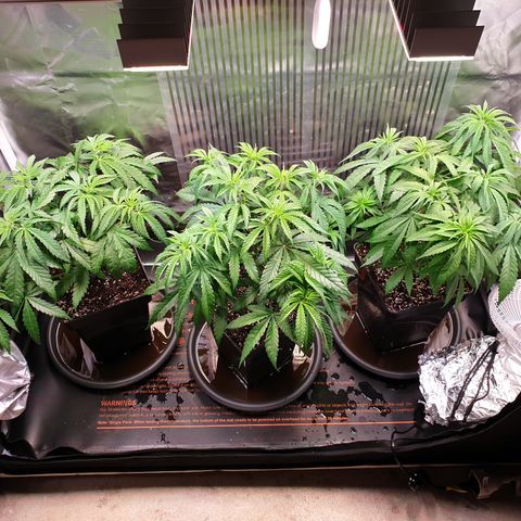 Watermelon Zkittlez growlog timeline photo