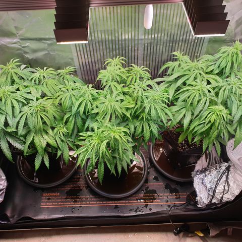 Watermelon Zkittlez growlog timeline photo