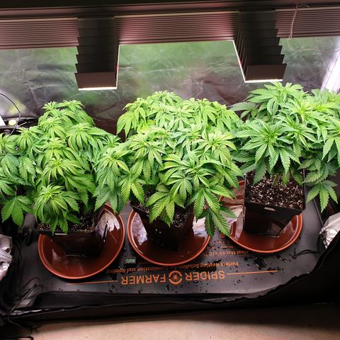 Runtz growlog timeline photo