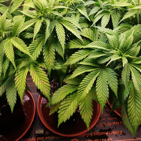 Runtz growlog timeline photo