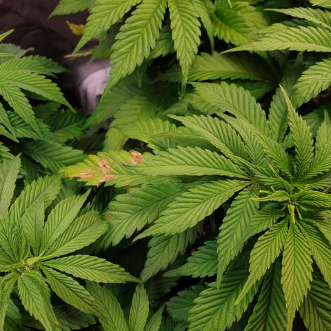 Runtz growlog timeline photo