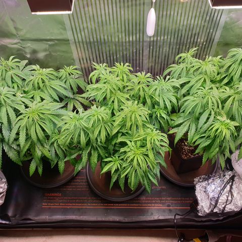Watermelon Zkittlez growlog timeline photo