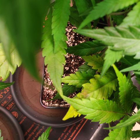Watermelon Zkittlez growlog timeline photo