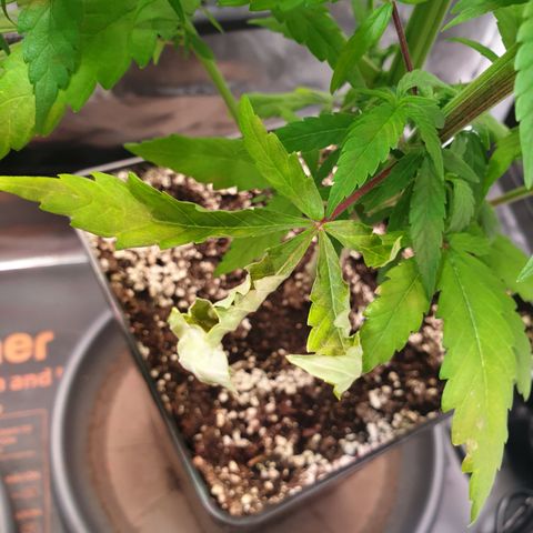 Watermelon Zkittlez growlog timeline photo