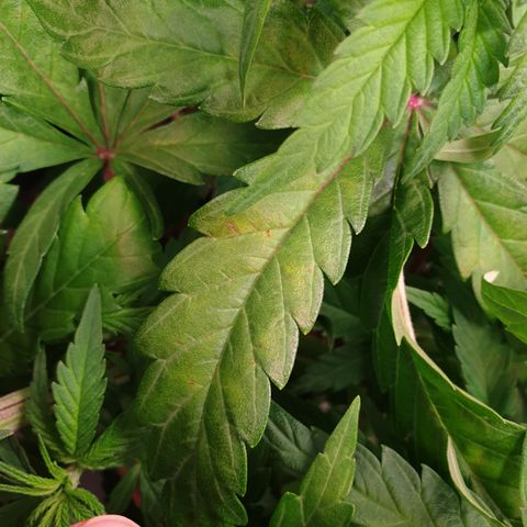 Watermelon Zkittlez growlog timeline photo