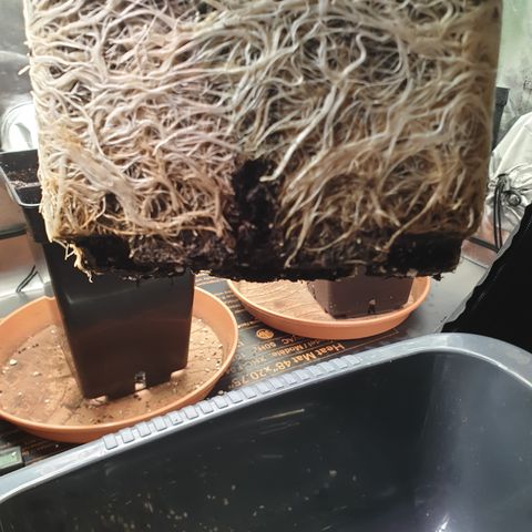 Runtz growlog timeline photo