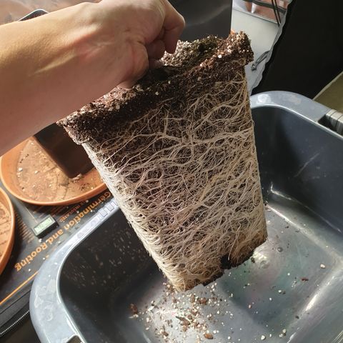 Runtz growlog timeline photo