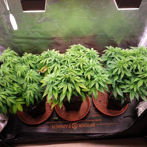Runtz growlog timeline photo