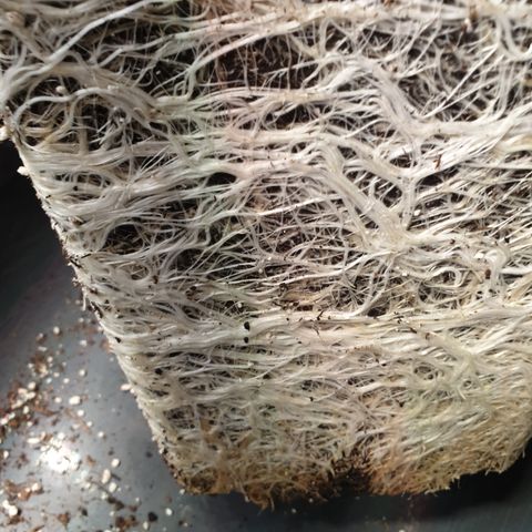 Runtz growlog timeline photo